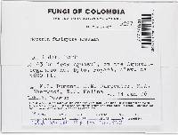 Nectria fusispora image