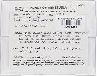 Thelonectria jungneri image