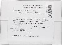 Thelonectria jungneri image