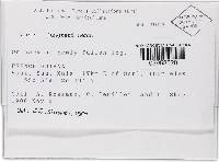 Thelonectria jungneri image