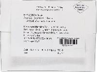 Thelonectria jungneri image