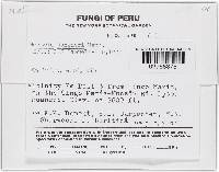 Thelonectria jungneri image