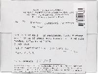 Thelonectria jungneri image