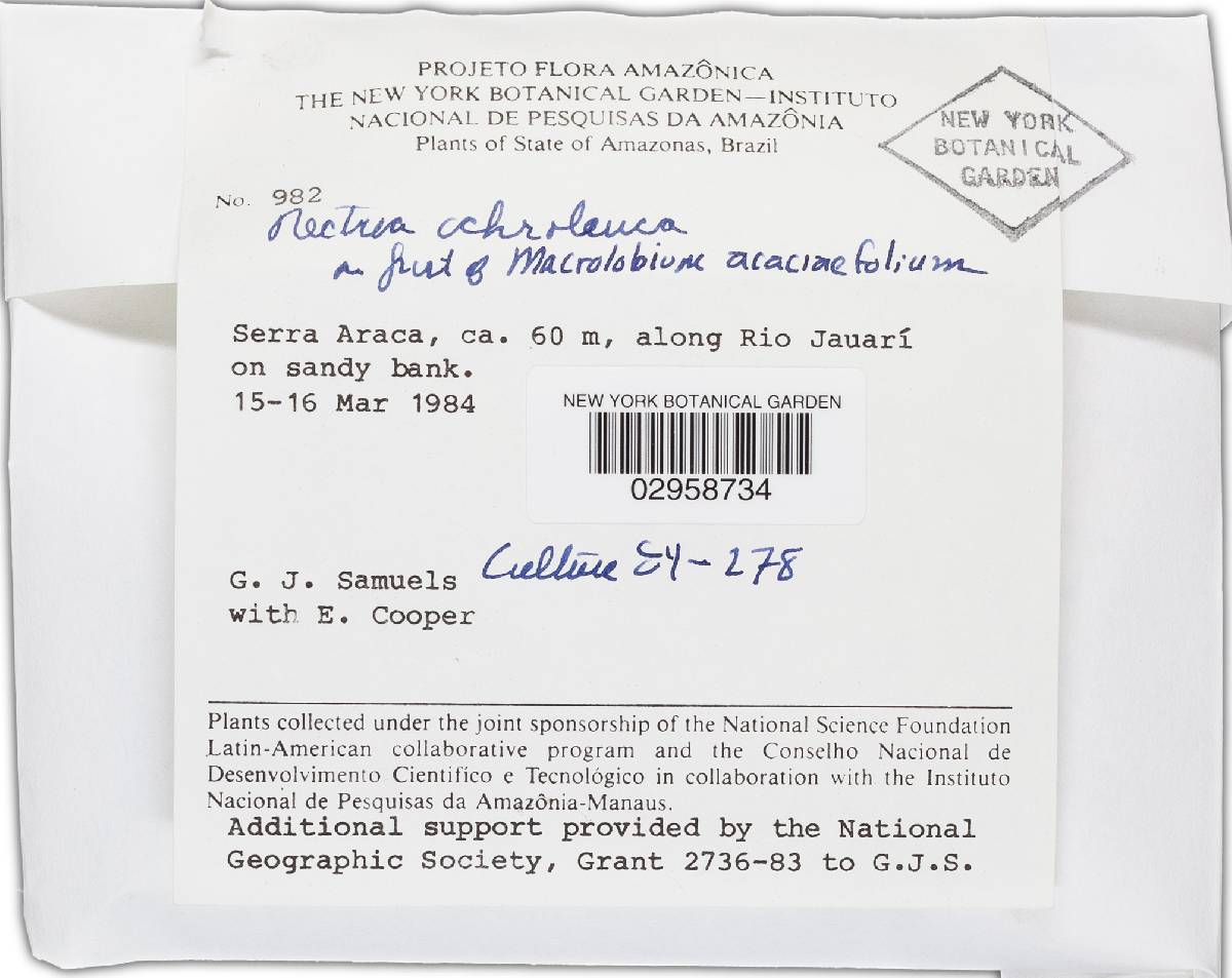 Bionectria ochroleuca image