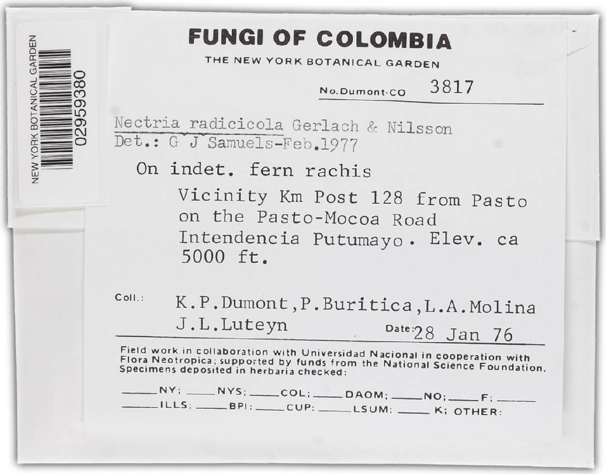 Ilyonectria radicicola image