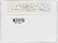 Nectria rubicarpa image