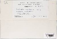 Thumbnail image of current specimen