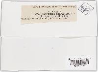 Rhytisma acerinum image