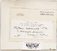 Rhytisma andromedae image