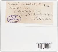 Rhytisma arbuti image