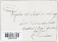 Image Associated With the Occurrence