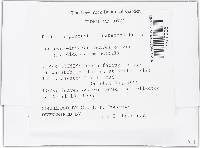 Rhytisma punctatum image