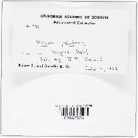 Mitrula paludosa image