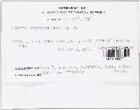 Cudonia circinans image