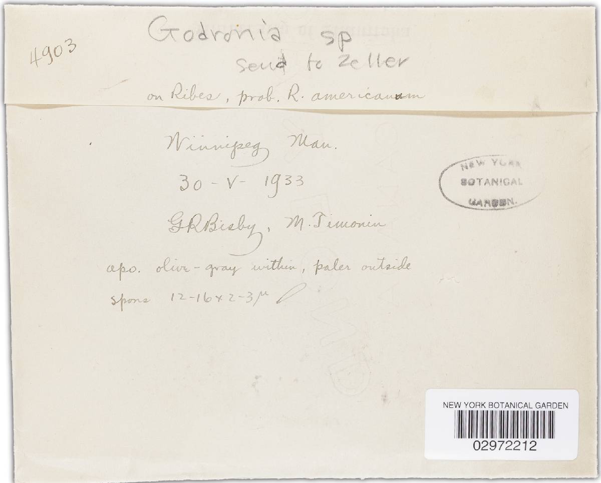 Godronia davidsonii image