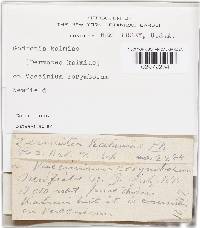 Media resource of Godronia kalmiae