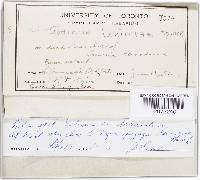 Media resource of Godronia lonicerae