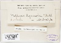 Mollisia ligni image