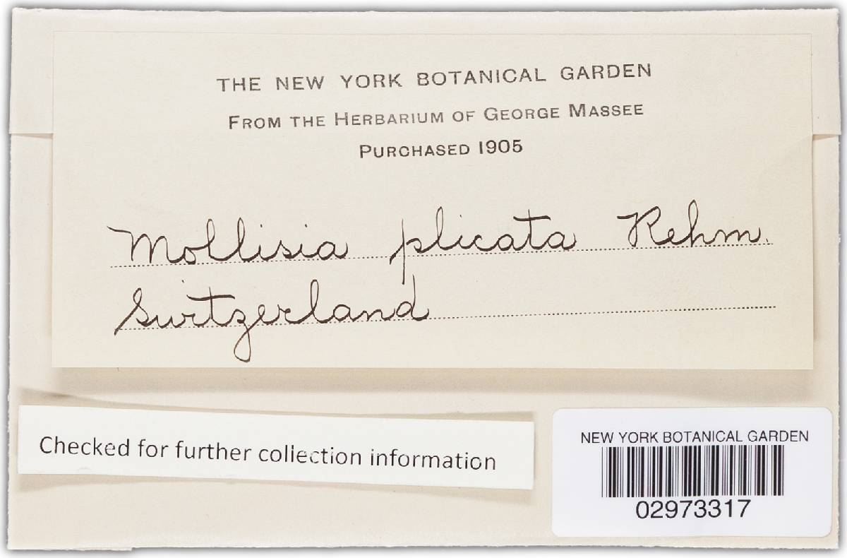 Mollisia plicata image