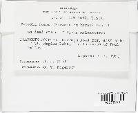 Tapesia fusca image