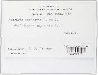 Massaria vomitoria image