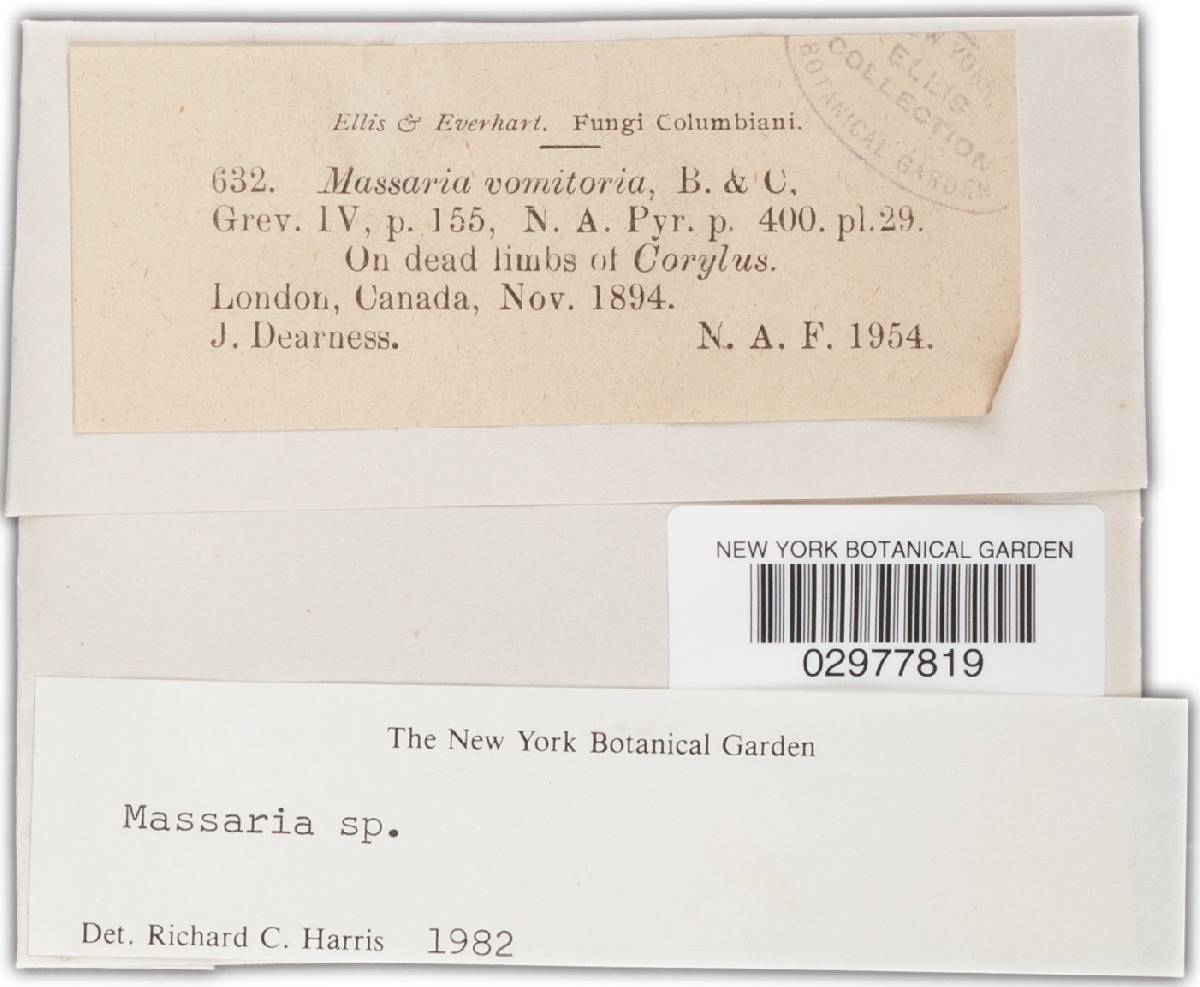 Massaria vomitoria image