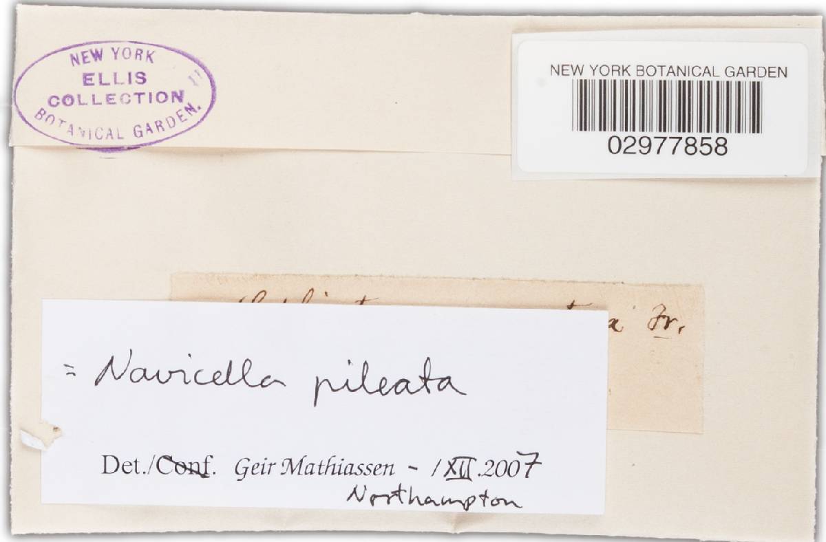 Navicella pileata image