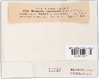 Massaria vomitoria image