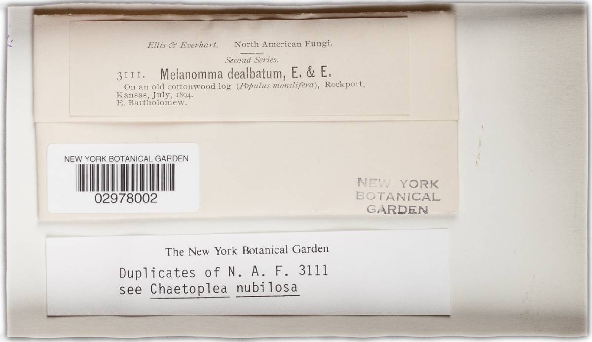 Melanomma dealbatum image