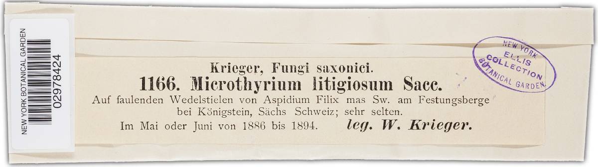 Leptopeltis litigiosa image