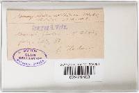 Media resource of Myriangiopsis sulfurea