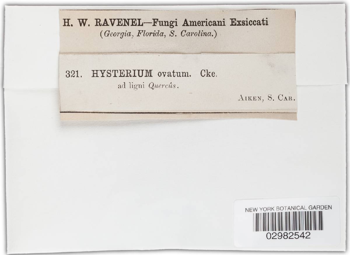 Hysterium ovatum image