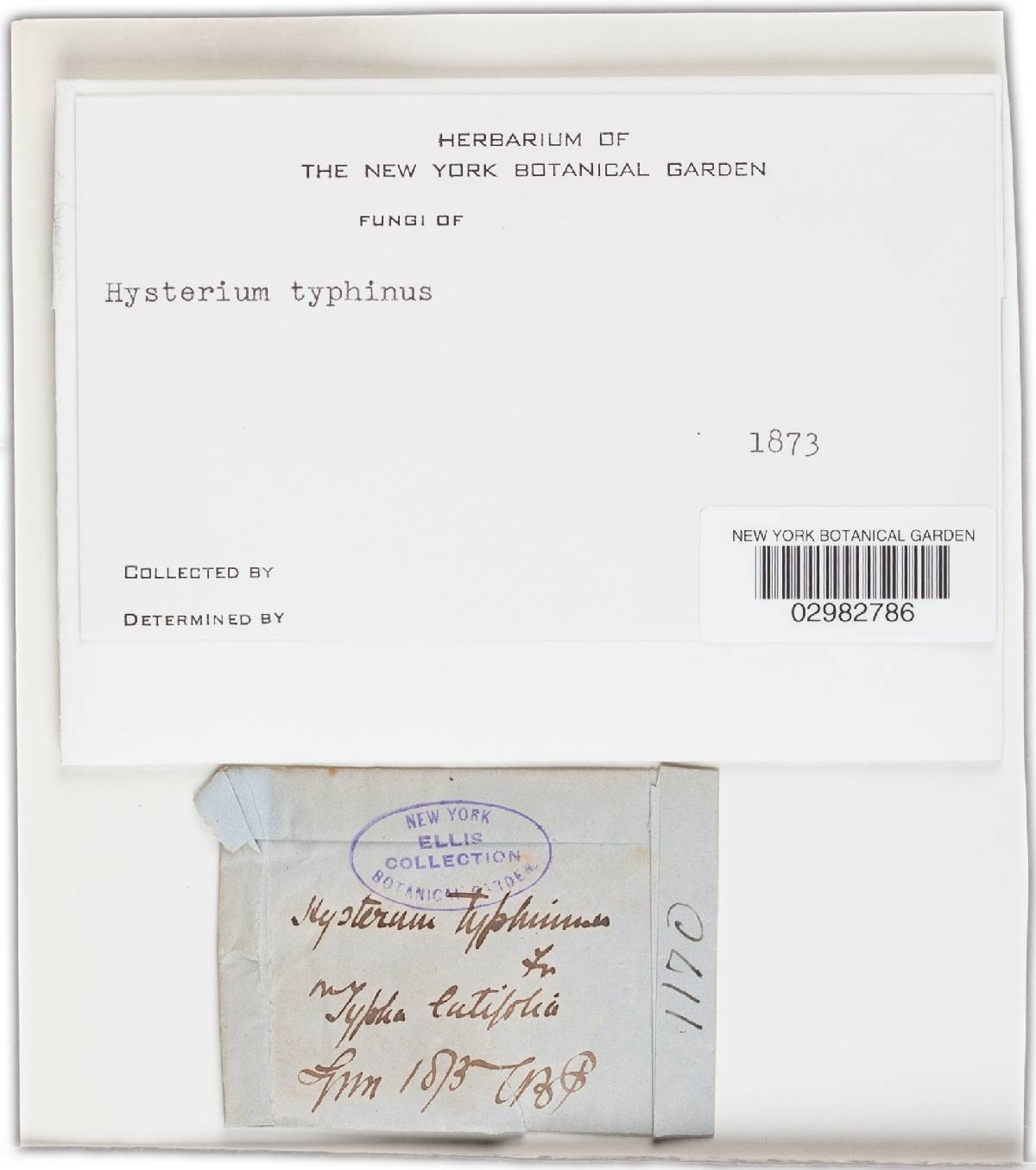 Hysterium typhinum image