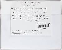 Leptopeltis litigiosa image