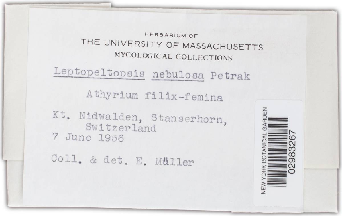 Leptopeltis nebulosa image