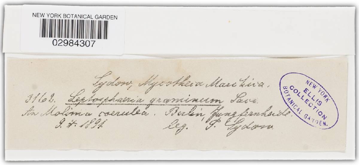 Leptosphaeria graminis image