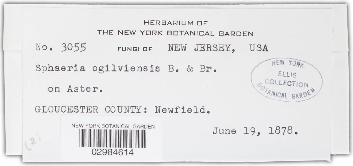 Leptosphaeria ogilviensis image