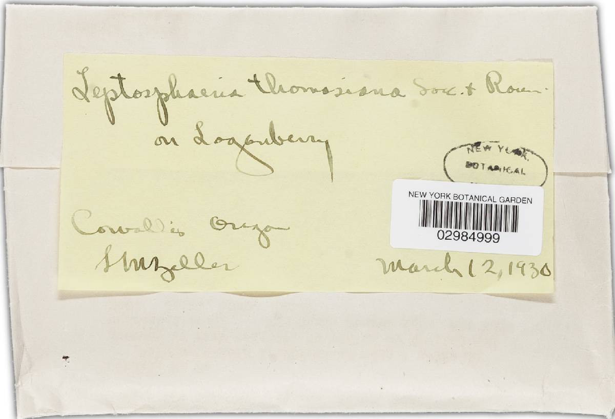 Leptosphaeria thomasiana image