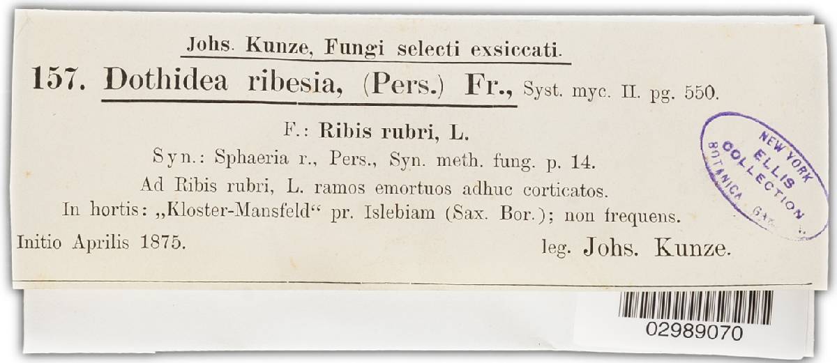 Dothiora ribesia image