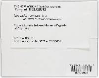 Media resource of Bionectria coronata