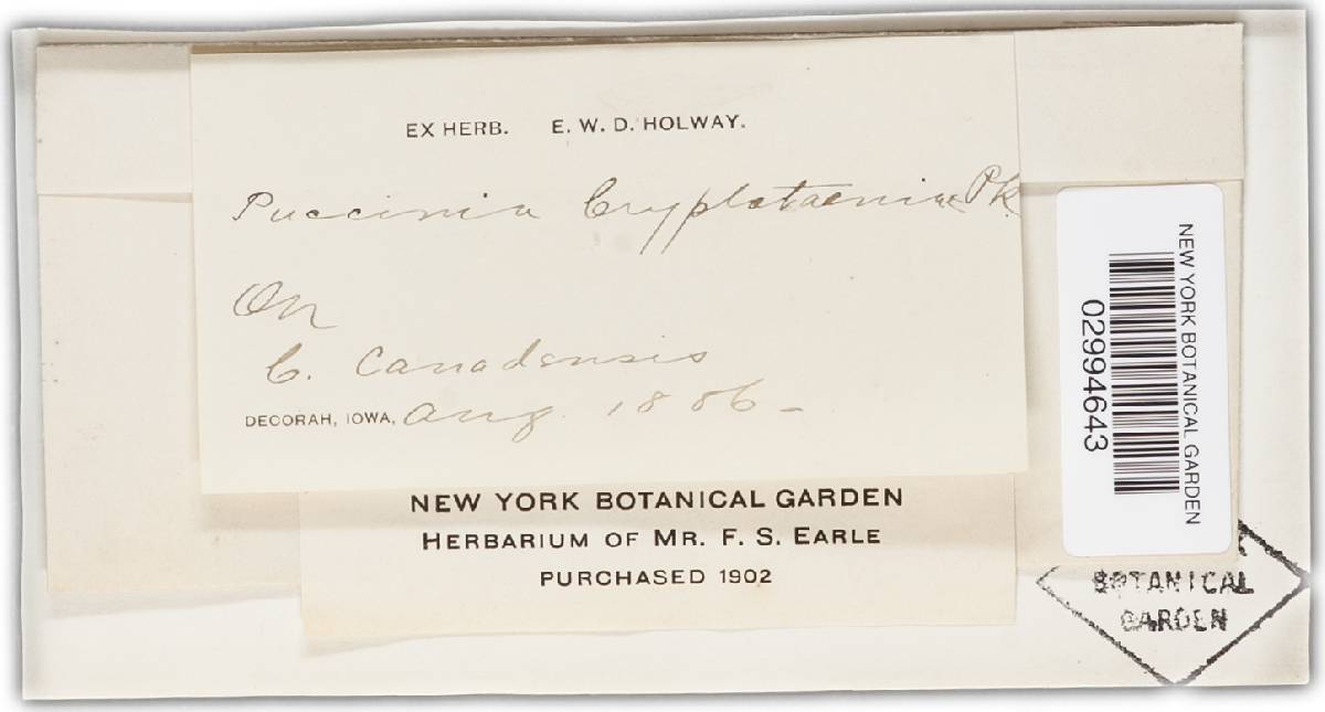 Puccinia cryptotaeniae image