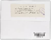 Puccinia cryptotaeniae image