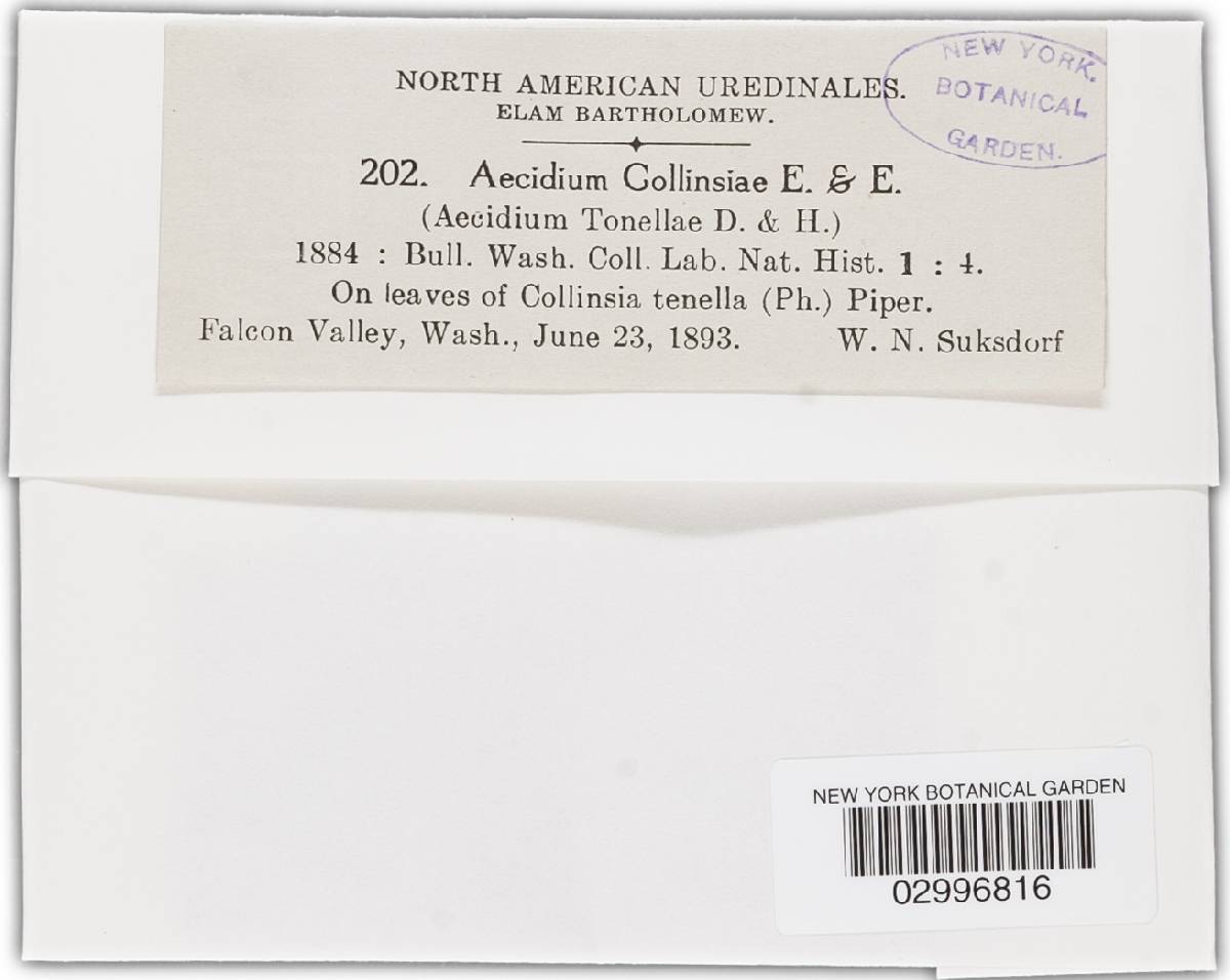 Puccinia collinsiae image