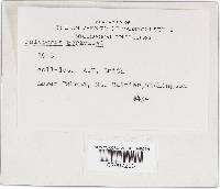 Bondarzewia berkeleyi image