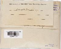 Bondarzewia berkeleyi image