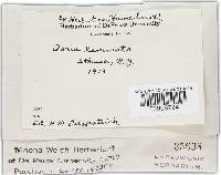 Fomitiporia punctata image