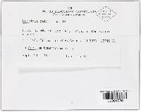 Puccinia calcitrapae image