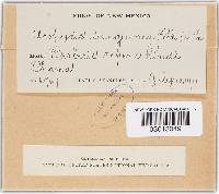 Thumbnail image of current specimen