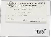 Thumbnail image of current specimen