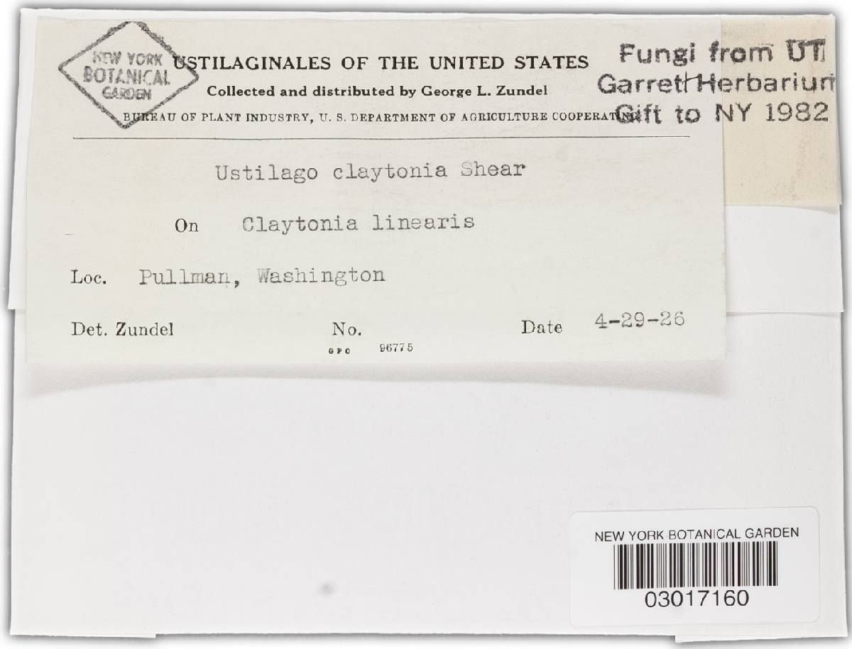 Microbotryum claytoniae image